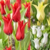 Tulip Chic Collection Tulipa -Plant Flower Store 30 Tulip Chic Collection 1019238 1 27866.1656082035