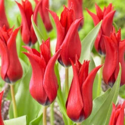 Tulip Chic Collection Tulipa -Plant Flower Store 30 Tulip Chic Collection 1019238 2 39790.1623965911