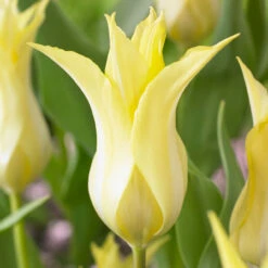 Tulip Chic Collection Tulipa -Plant Flower Store 30 Tulip Chic Collection 1019238 3 58528.1623965911