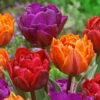 Tulip Double Princess Collection -Plant Flower Store 30 Tulip Double Princess Collection 1017767 1 70951.1628076001