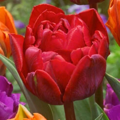 Tulip Double Princess Collection -Plant Flower Store 30 Tulip Double Princess Collection 1017767 5 73675.1655122329