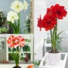 Amaryllis Double Flowered Collection Hippeastrum -Plant Flower Store 3 Amaryllis Double Flowered Collection 26cm 1015978 1 25995.1623965867