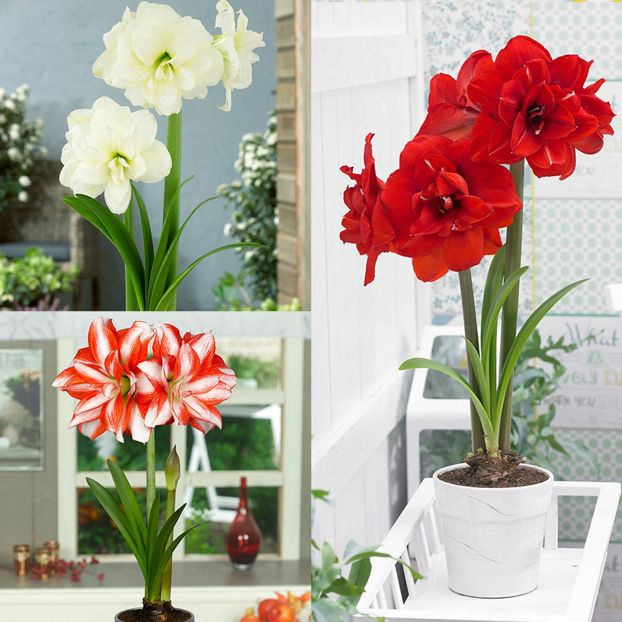 Amaryllis Double Flowered Collection Hippeastrum 3 Amaryllis Double Flowered Collection Hippeastrum