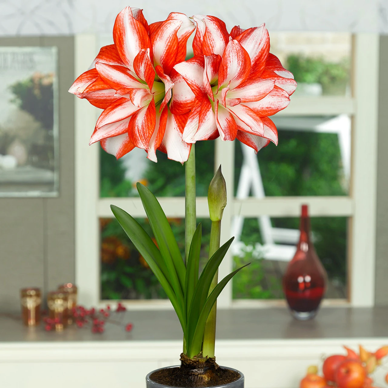 Amaryllis Double Flowered Collection Hippeastrum 4 Amaryllis Double Flowered Collection Hippeastrum - Image 2