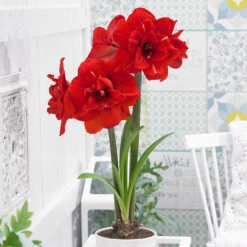 Amaryllis Double Flowered Collection Hippeastrum 9 Amaryllis Double Flowered Collection Hippeastrum -Plant Flower Store 3 Amaryllis Double Flowered Collection 26cm 1015978 3 08601.1623965868
