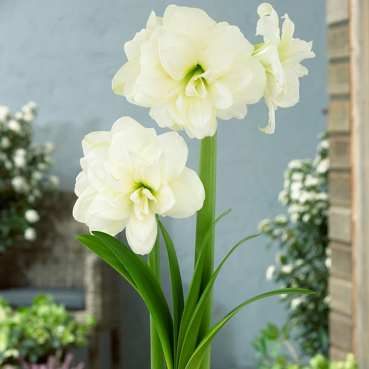 Amaryllis Double Flowered Collection Hippeastrum 6 Amaryllis Double Flowered Collection Hippeastrum - Image 4