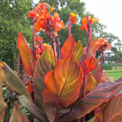 Canna Tropicanna Collection Canna Lily -Plant Flower Store 3 Canna Tropicanna Collection 1013616 2 75235.1638437844