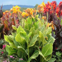 Canna Tropicanna Collection Canna Lily -Plant Flower Store 3 Canna Tropicanna Collection 1013616 4 33938.1638437844