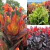Canna Tropicanna Collection Canna Lily 1 Canna Tropicanna Collection Canna Lily -Plant Flower Store 3 Canna Tropicanna Collection 1013616 42333.1638437844