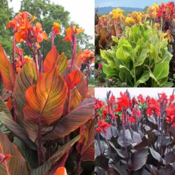 Canna Tropicanna Collection Canna Lily