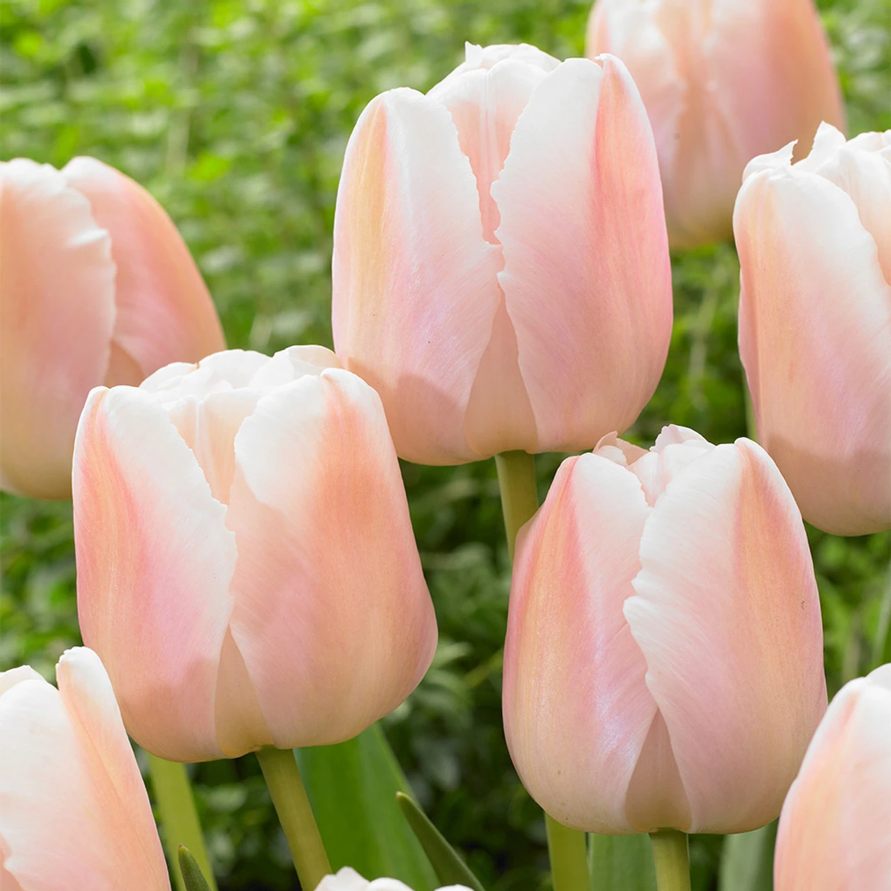 Rare Darwin Tulip Collection 4 Rare Darwin Tulip Collection - Image 2