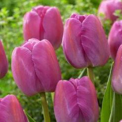 Rare Darwin Tulip Collection 13 Rare Darwin Tulip Collection -Plant Flower Store 40 Rare Darwin Tulip Collection 1020085 4 81949.1655286707