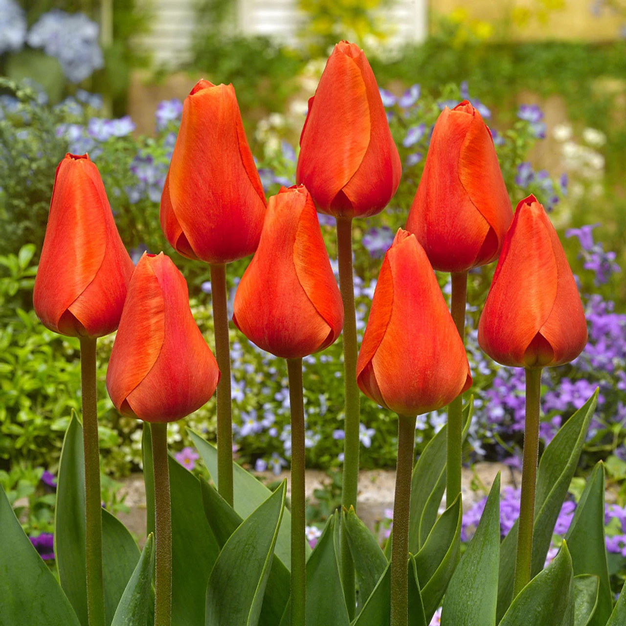 Rare Darwin Tulip Collection 8 Rare Darwin Tulip Collection - Image 6