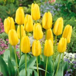 RHS AGM Tulip Collection Tulipa -Plant Flower Store 50 RHS AGM Tulip Collection 1022289 2 57132.1658215709