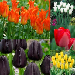 RHS AGM Tulip Collection Tulipa