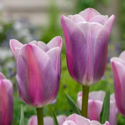 Relaxing Colour Tulip Collection Tulipa -Plant Flower Store 50 Relaxing Colour Tulip Collection 1022294 3 13736.1658216375