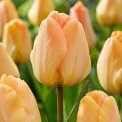 Relaxing Colour Tulip Collection Tulipa -Plant Flower Store 50 Relaxing Colour Tulip Collection 1022294 5 30791.1658216375