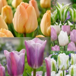 Relaxing Colour Tulip Collection Tulipa