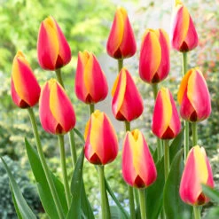 Tulip Darwin Hybrid Collection -Plant Flower Store 50 Tulip Darwin Hybrid Collection 1018872 3 52775.1691058647