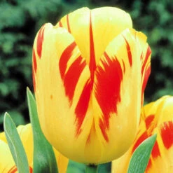 Tulip Darwin Hybrid Collection -Plant Flower Store 50 Tulip Darwin Hybrid Collection 1018872 4 19655.1691058647