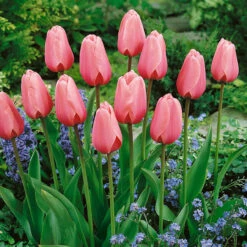 Tulip Darwin Hybrid Collection -Plant Flower Store 50 Tulip Darwin Hybrid Collection 1018872 4 62373.1691058647