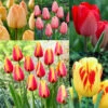Tulip Darwin Hybrid Collection