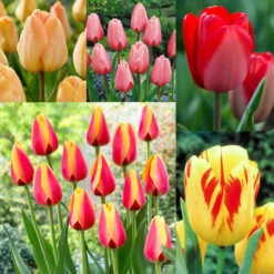 Tulip Darwin Hybrid Collection