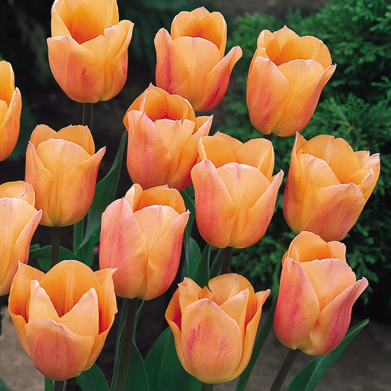 Tulip And Narcissus Planting Partner Collection Daffodil / Tulipa 6 Tulip And Narcissus Planting Partner Collection Daffodil / Tulipa - Image 4