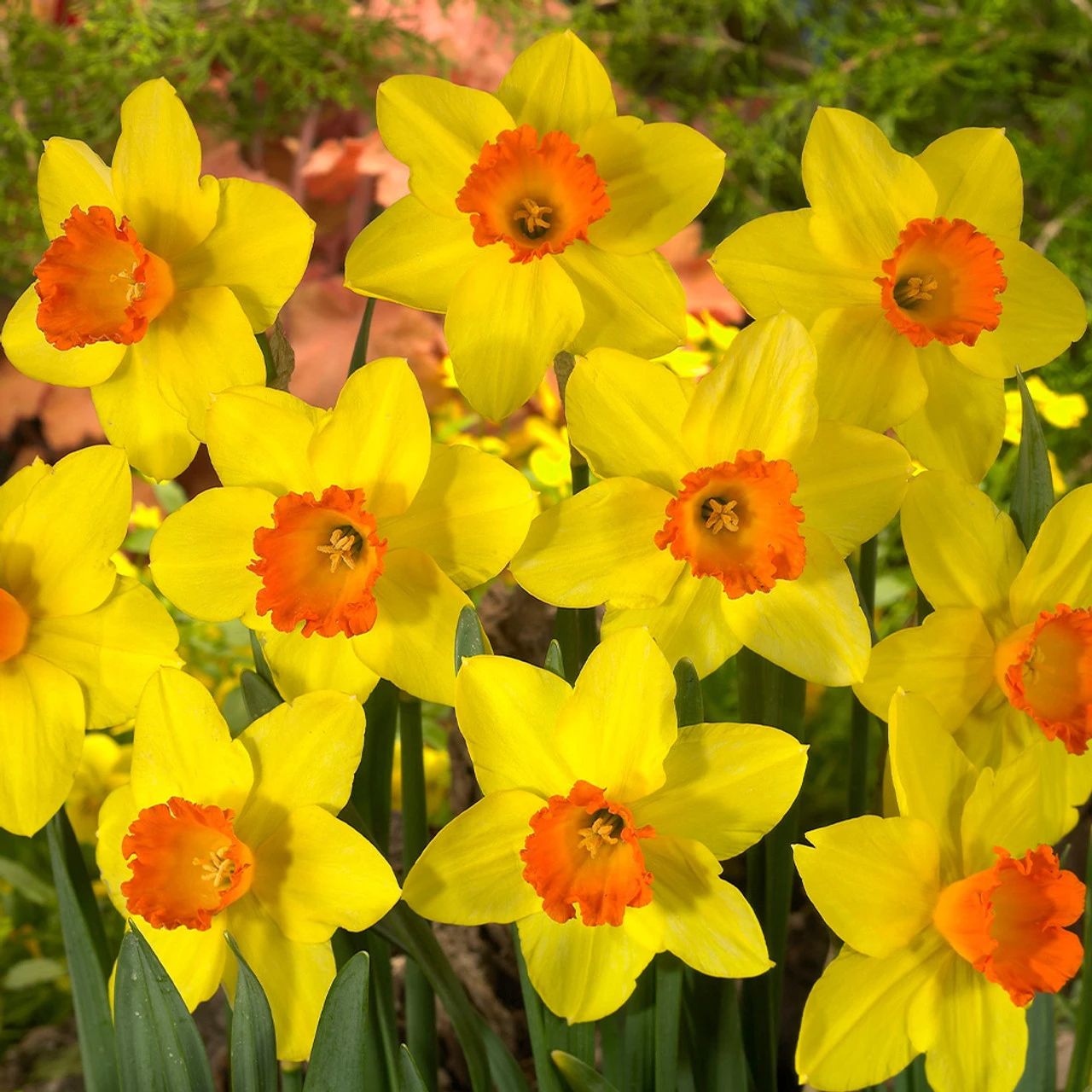 Tulip And Narcissus Planting Partner Collection Daffodil / Tulipa 5 Tulip And Narcissus Planting Partner Collection Daffodil / Tulipa - Image 3