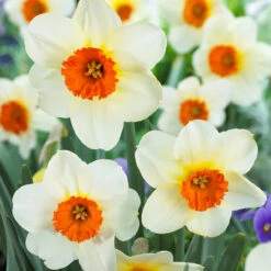 Plant Flower Store 27 Plant Flower Store -Plant Flower Store 50 Tulip Narcissus Perfect Partner Collection 1022288 5 97634.1658215586