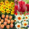 Tulip And Narcissus Planting Partner Collection Daffodil / Tulipa -Plant Flower Store 50 Tulip Narcissus Perfect Partner Collection 1022288 32274.1658215586