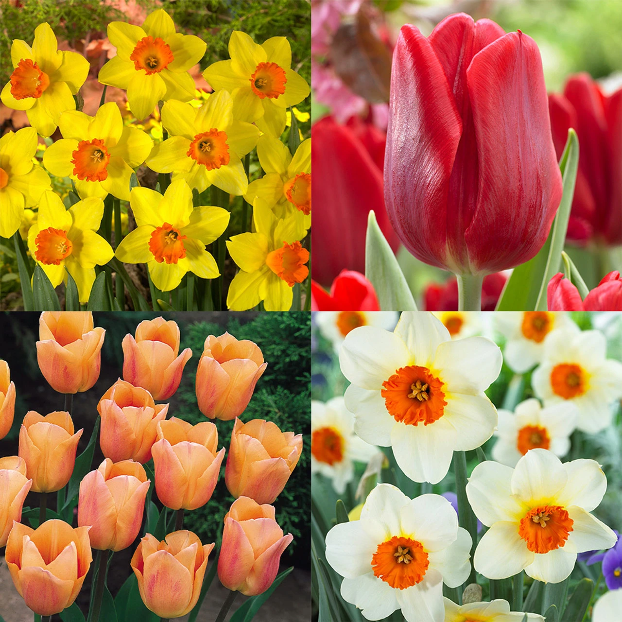 Tulip And Narcissus Planting Partner Collection Daffodil / Tulipa 3 Tulip And Narcissus Planting Partner Collection Daffodil / Tulipa