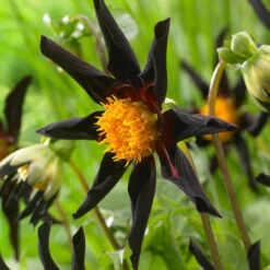 Dahlia Cartwheel Collection -Plant Flower Store 5 Dahlia Cartwheel Collection 1018480 3 52411.1638436768