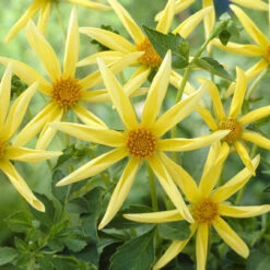 Dahlia Cartwheel Collection -Plant Flower Store 5 Dahlia Cartwheel Collection 1018480 4 20074.1638436768