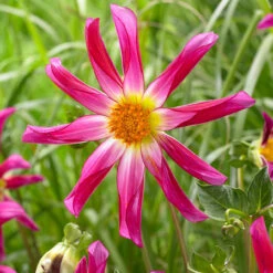 Dahlia Cartwheel Collection -Plant Flower Store 5 Dahlia Cartwheel Collection 1018480 5 57093.1638436768