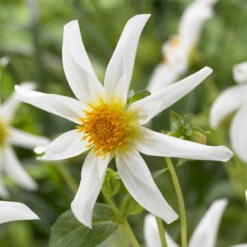 Dahlia Cartwheel Collection -Plant Flower Store 5 Dahlia Cartwheel Collection 1018480 6 34825.1638436768