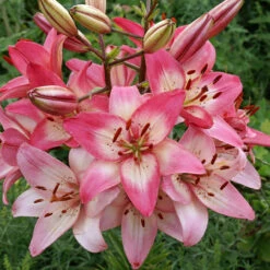 Lilium Rosellas Dream Lily
