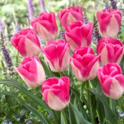 Bold And Daring Colour Tulip Collection Tulipa -Plant Flower Store 60 Bold and Daring Colour Tulip Collection 1022295 3 42585.1658216433