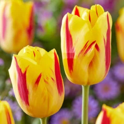 Bold And Daring Colour Tulip Collection Tulipa -Plant Flower Store 60 Bold and Daring Colour Tulip Collection 1022295 6 78628.1658216433