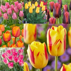Bold And Daring Colour Tulip Collection Tulipa