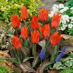 60 Dwarf Rockery Tulip Collection 16 60 Dwarf Rockery Tulip Collection -Plant Flower Store 60 Dwarf Rockery Tulip Collection 1022516 3 76848.1699455442