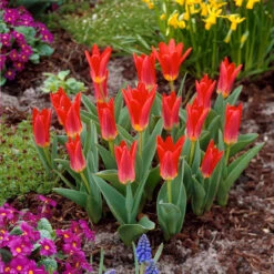 60 Dwarf Rockery Tulip Collection 13 60 Dwarf Rockery Tulip Collection -Plant Flower Store 60 Dwarf Rockery Tulip Collection 1022516 5 13664.1699455442