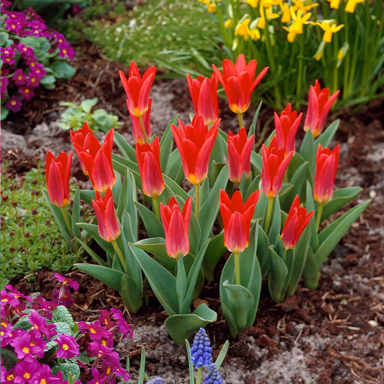 60 Dwarf Rockery Tulip Collection 6 60 Dwarf Rockery Tulip Collection - Image 4