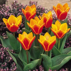 60 Dwarf Rockery Tulip Collection 12 60 Dwarf Rockery Tulip Collection -Plant Flower Store 60 Dwarf Rockery Tulip Collection 1022516 7 66199.1699455441