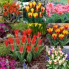 60 Dwarf Rockery Tulip Collection 1 60 Dwarf Rockery Tulip Collection -Plant Flower Store 60 Dwarf Rockery Tulip Collection 1022516 27350.1699455442