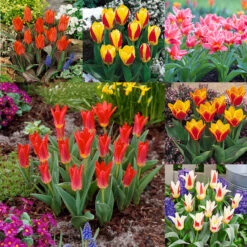 60 Dwarf Rockery Tulip Collection