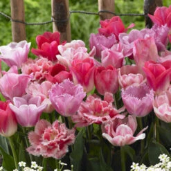 Tulip Blend Collection -Plant Flower Store 60 Tulip Blend Collection 1014318 4 08076.1623965868