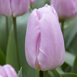 Tulip Single Early Collection (Saver Sized Bulbs) -Plant Flower Store 60 Tulip Single Early Collection 1020113 10 54100.1655288314