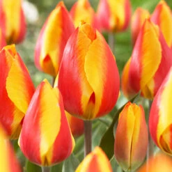 Tulip Single Early Collection (Saver Sized Bulbs) -Plant Flower Store 60 Tulip Single Early Collection 1020113 11 96085.1655288314