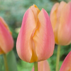 Tulip Single Early Collection (Saver Sized Bulbs) -Plant Flower Store 60 Tulip Single Early Collection 1020113 13 10124.1655288314